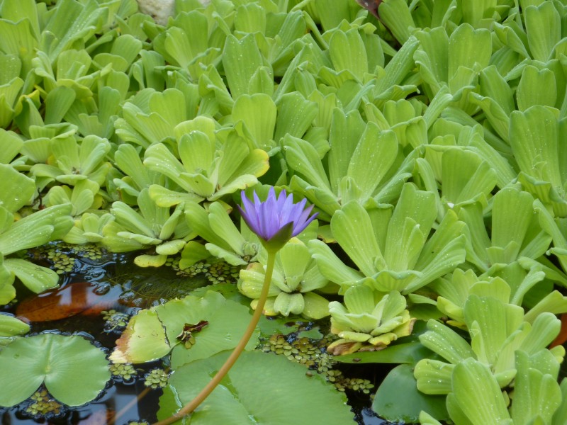 Botanická zahrada,Göteborg0.jpg